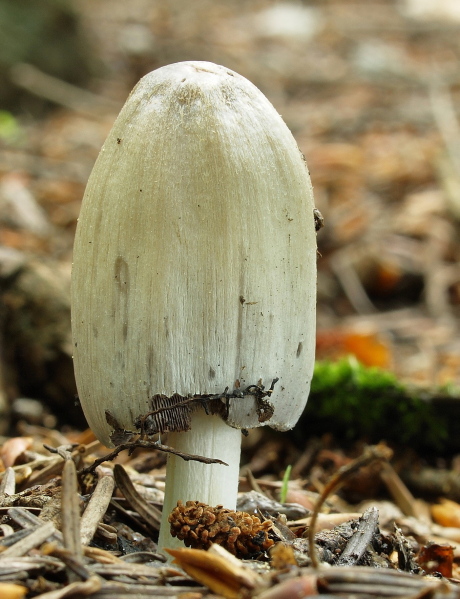 hnojník Coprinus sp.