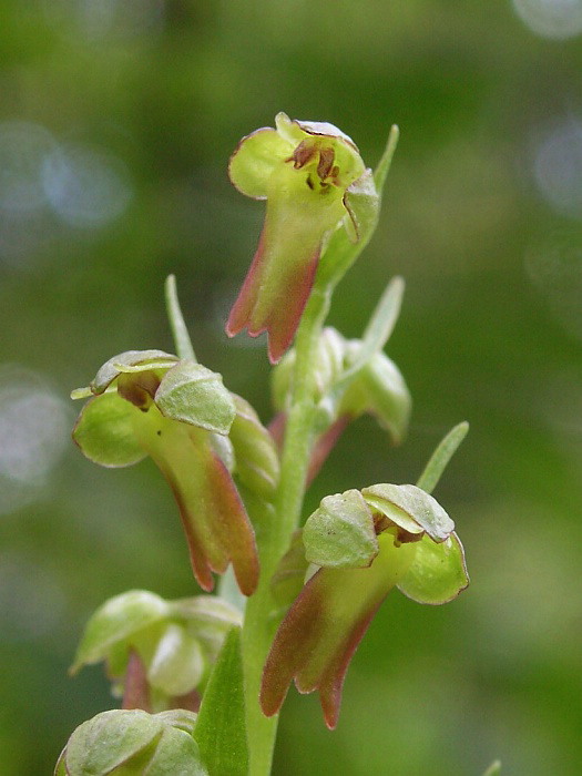 vstavačovec zelený Dactylorhiza viridis (L.) A.M. Bateman, A.M. Pridgeon &amp; M. Chase