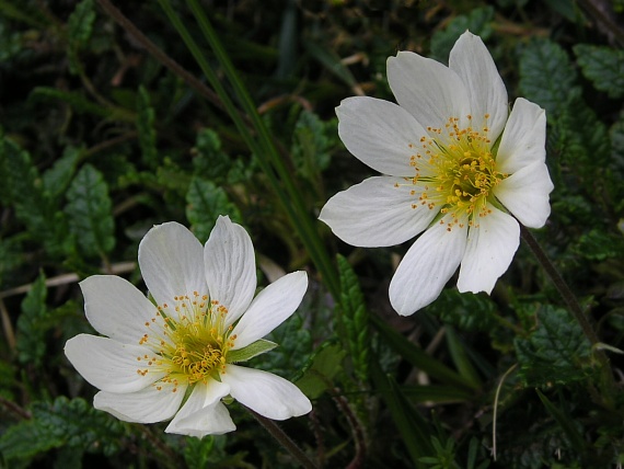 dryádka osemlupienková Dryas octopetala L.