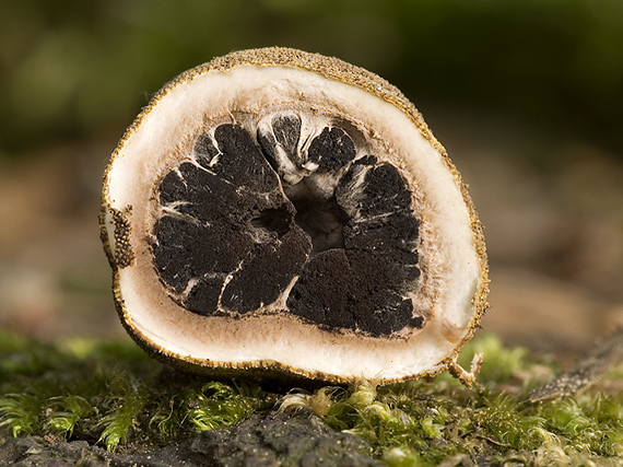 srnka obyčajná Elaphomyces granulatus Fr.