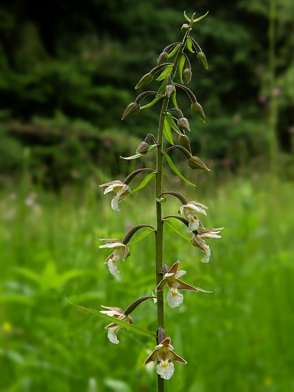 kruštík močiarny Epipactis palustris (L.) Crantz