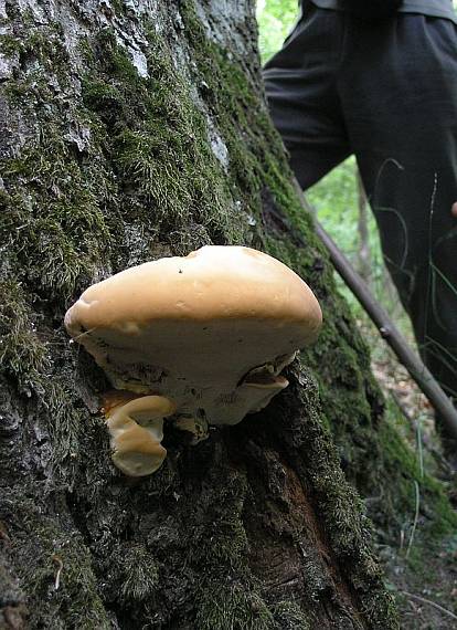 lesklokôrovka Pfeifferova Ganoderma pfeifferi Bres.