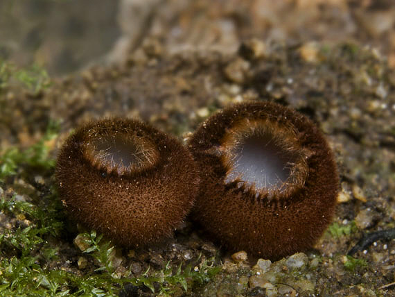 homária polguľovitá Humaria hemisphaerica (F.H. Wigg.) Fuckel