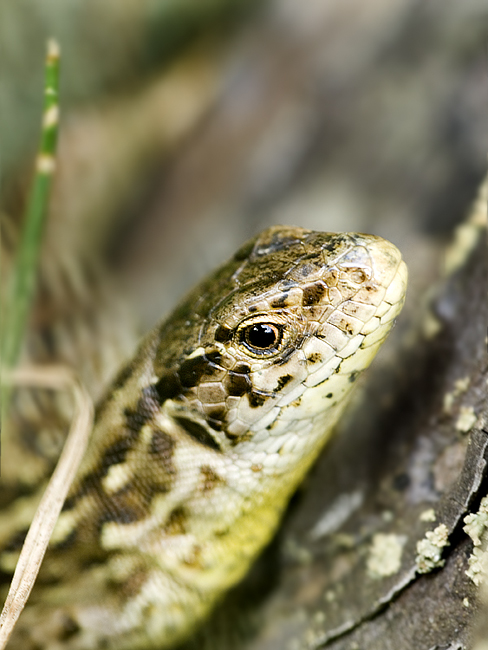 jašterica krátkohlavá Lacerta agilis