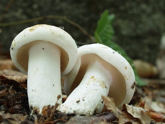 rýdzik korenistý Lactarius piperatus (L.) Pers.