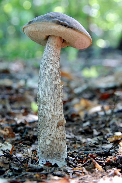 kozák hrabový Leccinum pseudoscabrum (Kallenb.) Šutara