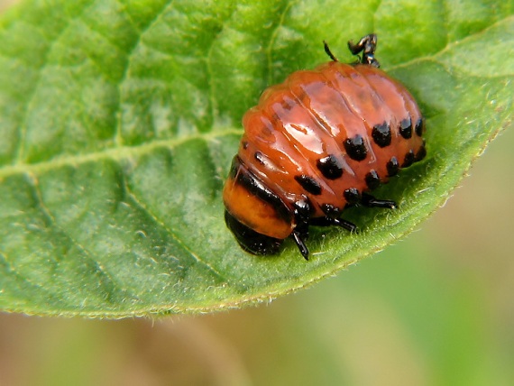 pásavka zemiaková (larva) Leptinotarsa decemlineata