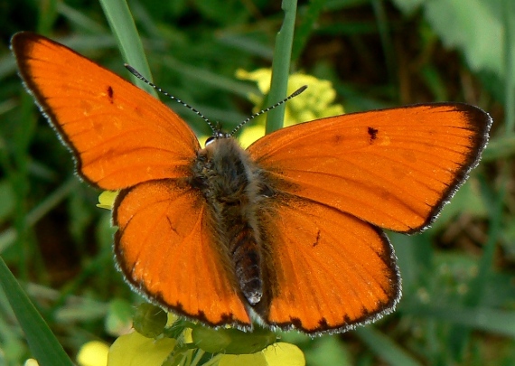 ohniváčik veľký Lycaena dispar