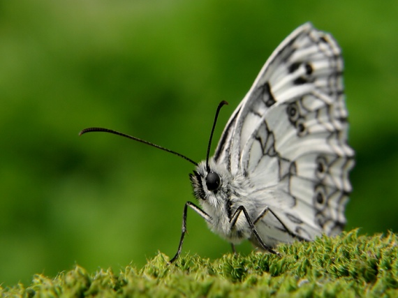 očkáň timotejkový Melanargia galathea