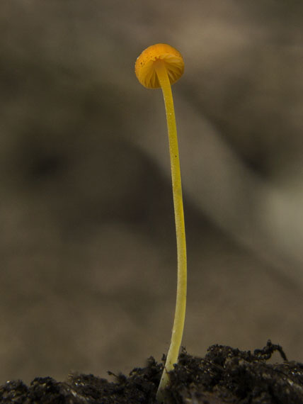 prilbička ihličková Mycena acicula (Schaeff.) P. Kumm.