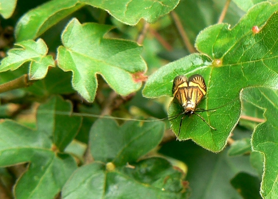 adéla De Geerova Nemophora degeerella