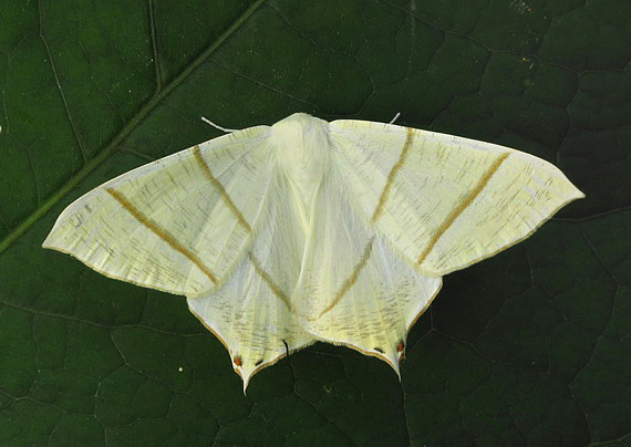 piadivka bazová Ourapteryx sambucaria