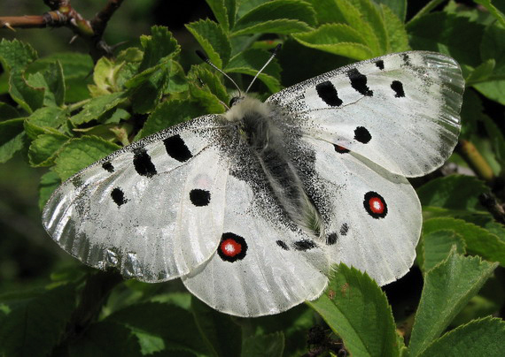 jasoň červenooký Parnassius apollo