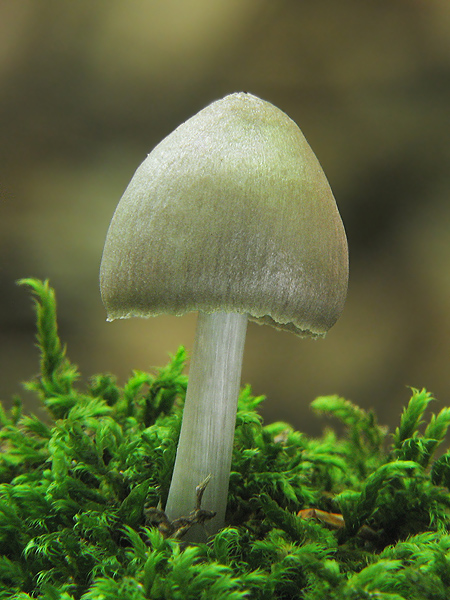 štítovka Pluteus sp.