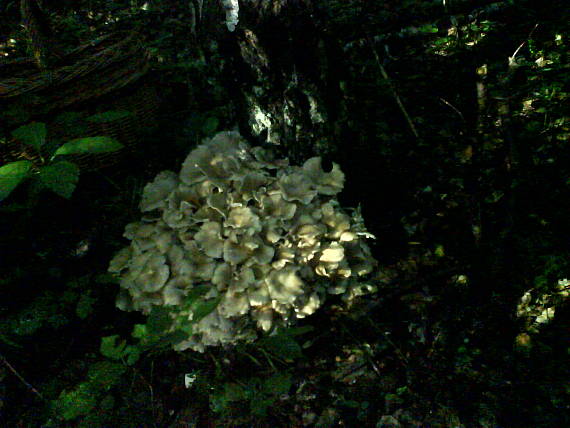 trúdnik klobúčkatý Polyporus umbellatus (Pers.) Fr.