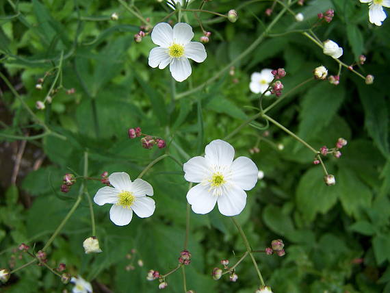 iskerník platanolistý Ranunculus platanifolius L.