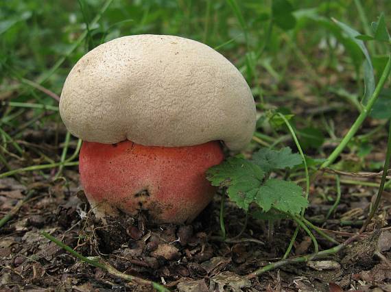 hřib LeGalové Rubroboletus legaliae (Pilát & Dermek) Della Maggiora & Trassin.