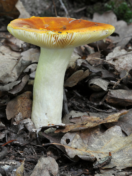 plávka Russula sp.