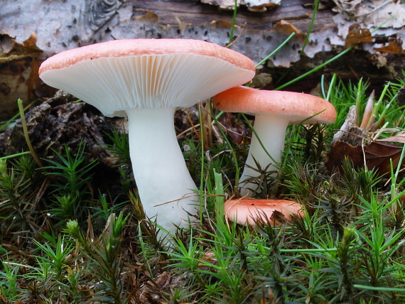 plávka Russula sp.