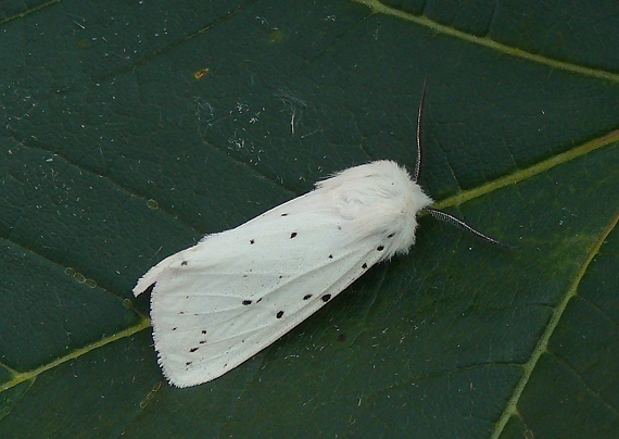 spriadač obyčajný Spilosoma lubricipeda