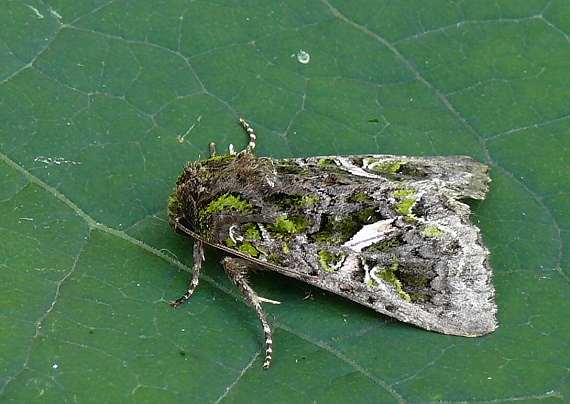 sivkavec lobodový Trachea atriplicis