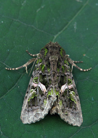 sivkavec lobodový  Trachea atriplicis