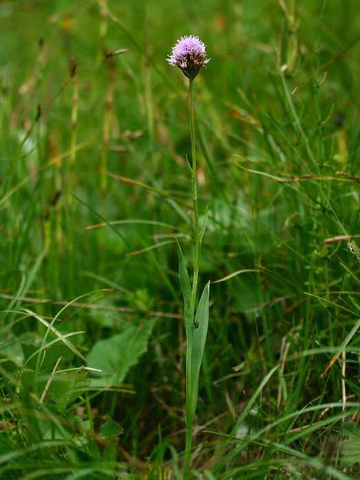 pavstavač hlavatý Traunsteinera globosa (L.) Reichenb.