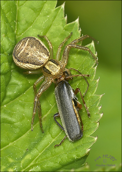 behárik brestový  Xysticus ulmi