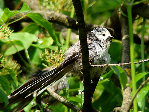 mláďa mlynárky dlhochvostej Aegithalos caudatus