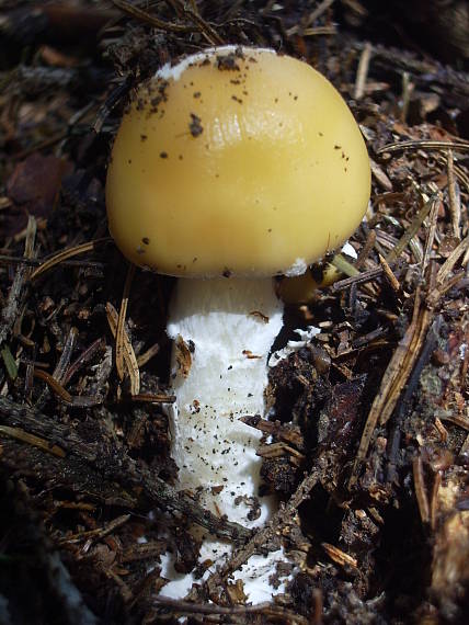 muchotrávka slamovožltá Amanita gemmata (Fr.) Bertill.