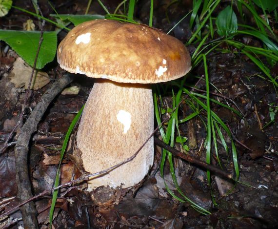 hríb smrekový Boletus edulis Bull.