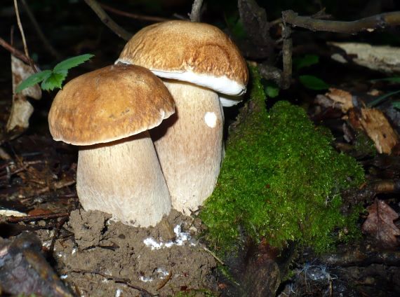 hríb smrekový Boletus edulis Bull.