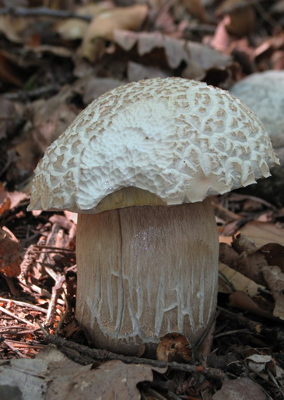 hríb dubový Boletus reticulatus Schaeff.