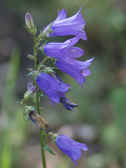 zvonček sibírsky Campanula sibirica L.