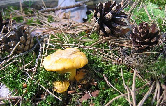 kuriatko jedlé Cantharellus cibarius Fr.