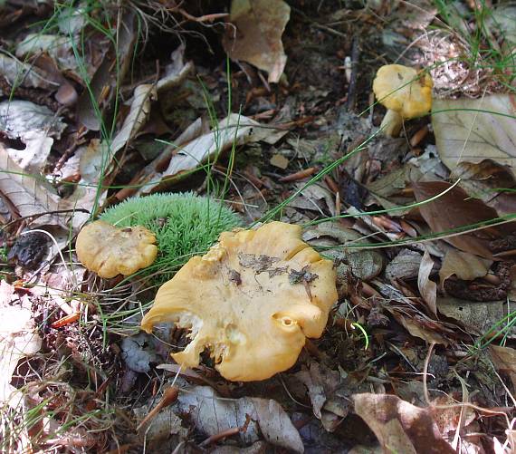 kuriatko jedlé Cantharellus cibarius Fr.