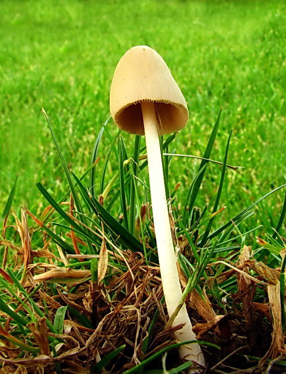 kapucňovec mliečny Conocybe apala (Fr.) Arnolds