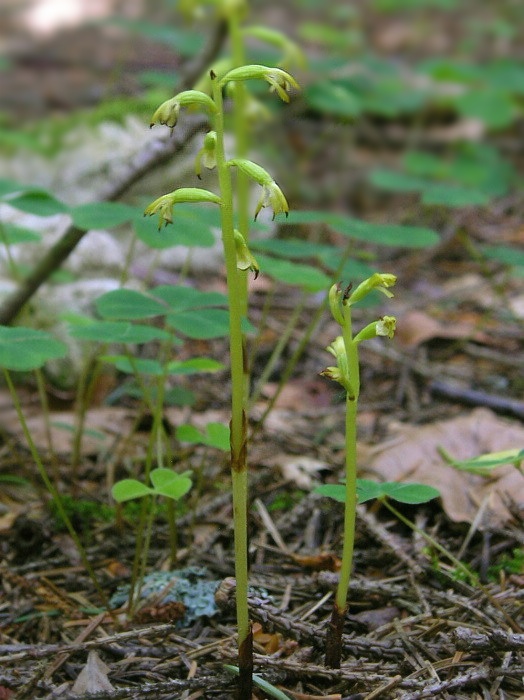 koralica lesná Corallorhiza trifida Châtel.