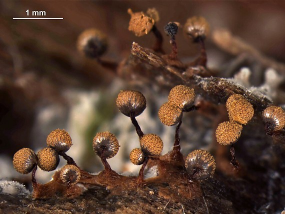 slizovka - Řešetovka oranžová Cribraria aurantiaca Schrad.