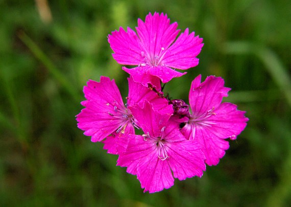 klinček Dianthus sp.