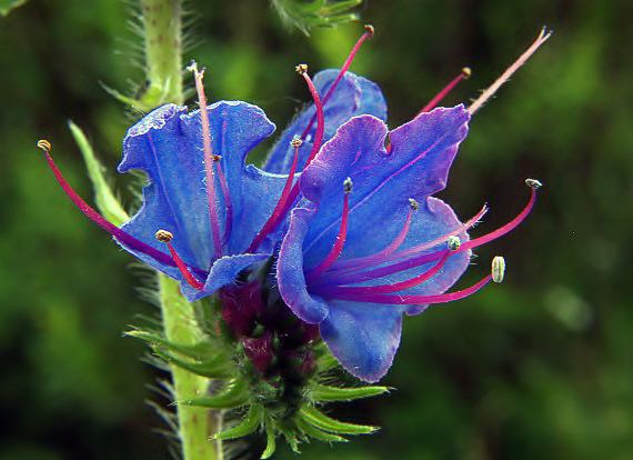 hadinec obyčajný Echium vulgare L.