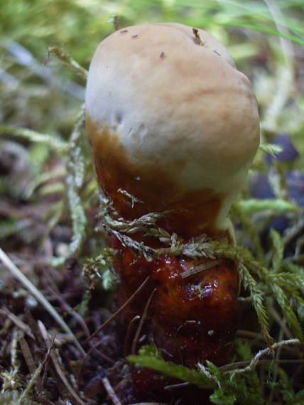 lesklokôrovka obyčajná Ganoderma lucidum (Curtis) P. Karst.