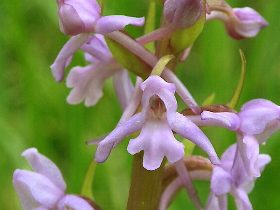 päťprstnica obyčajná Gymnadenia conopsea (L.) R. Br.