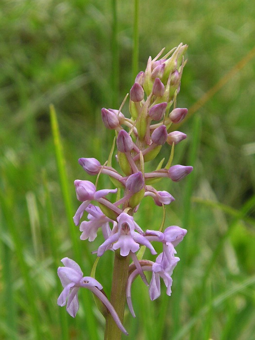 päťprstnica obyčajná Gymnadenia conopsea (L.) R. Br.