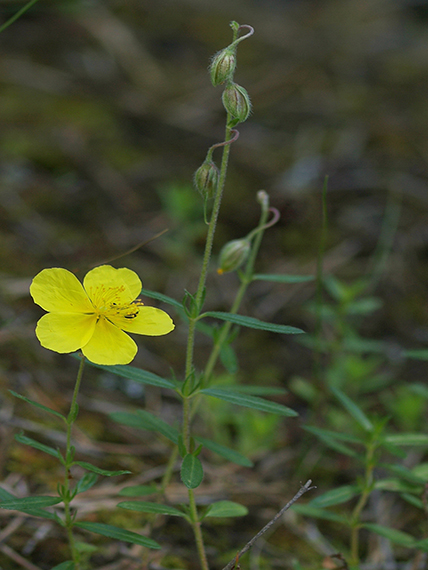 devätorník veľkokvetý Helianthemum grandiflorum (Scop.) DC.