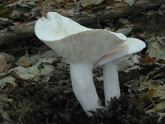 rýdzik korenistý Lactarius piperatus (L.) Pers.