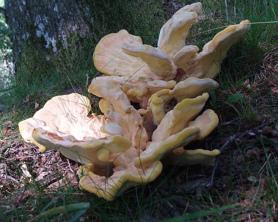 sírovec obyčajný Laetiporus sulphureus (Bull.) Murrill