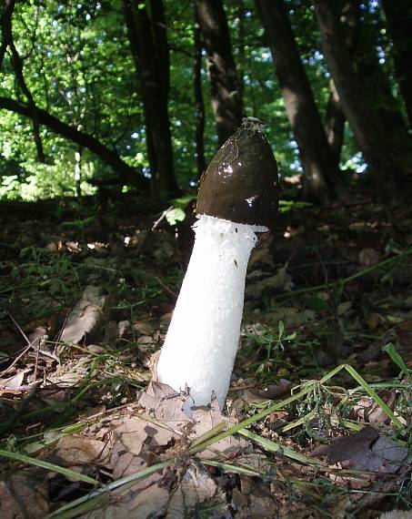 hadovka smradľavá Phallus impudicus L.