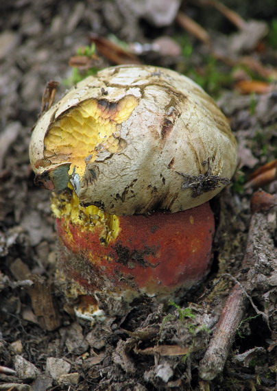 hríb purpurový Rubroboletus rhodoxanthus Kuan Zhao &amp; Zhu L. Yang