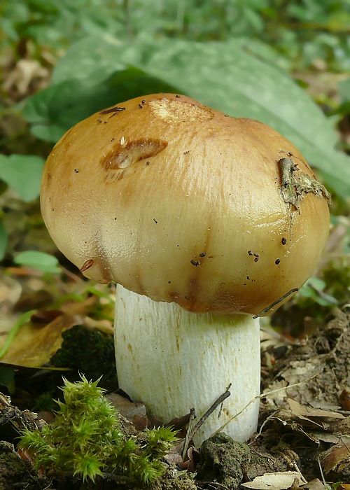 plávka smradľavá Russula foetens Pers.